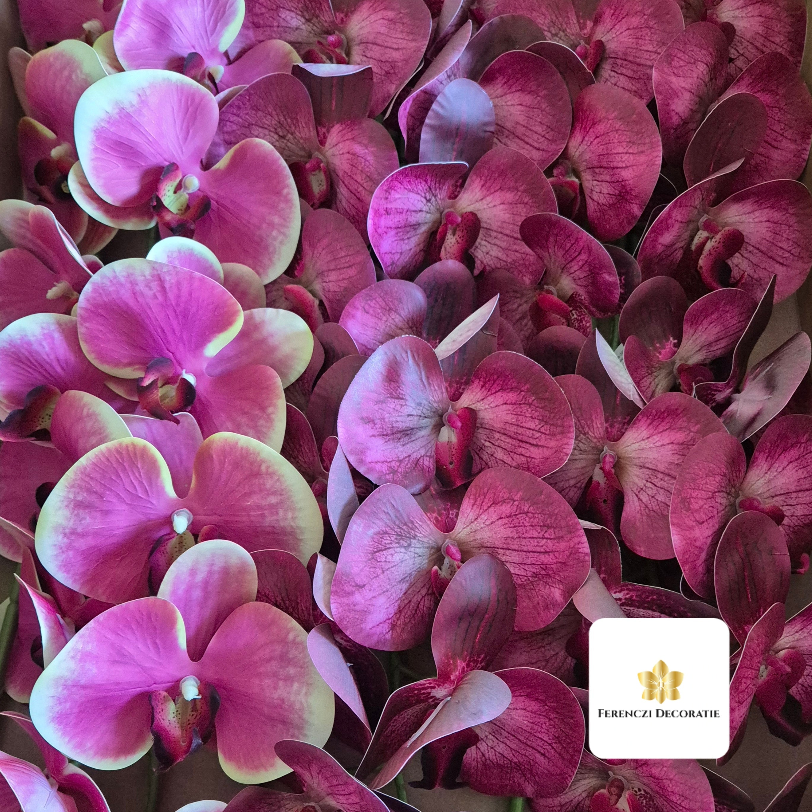 Orchideeën Real Touch