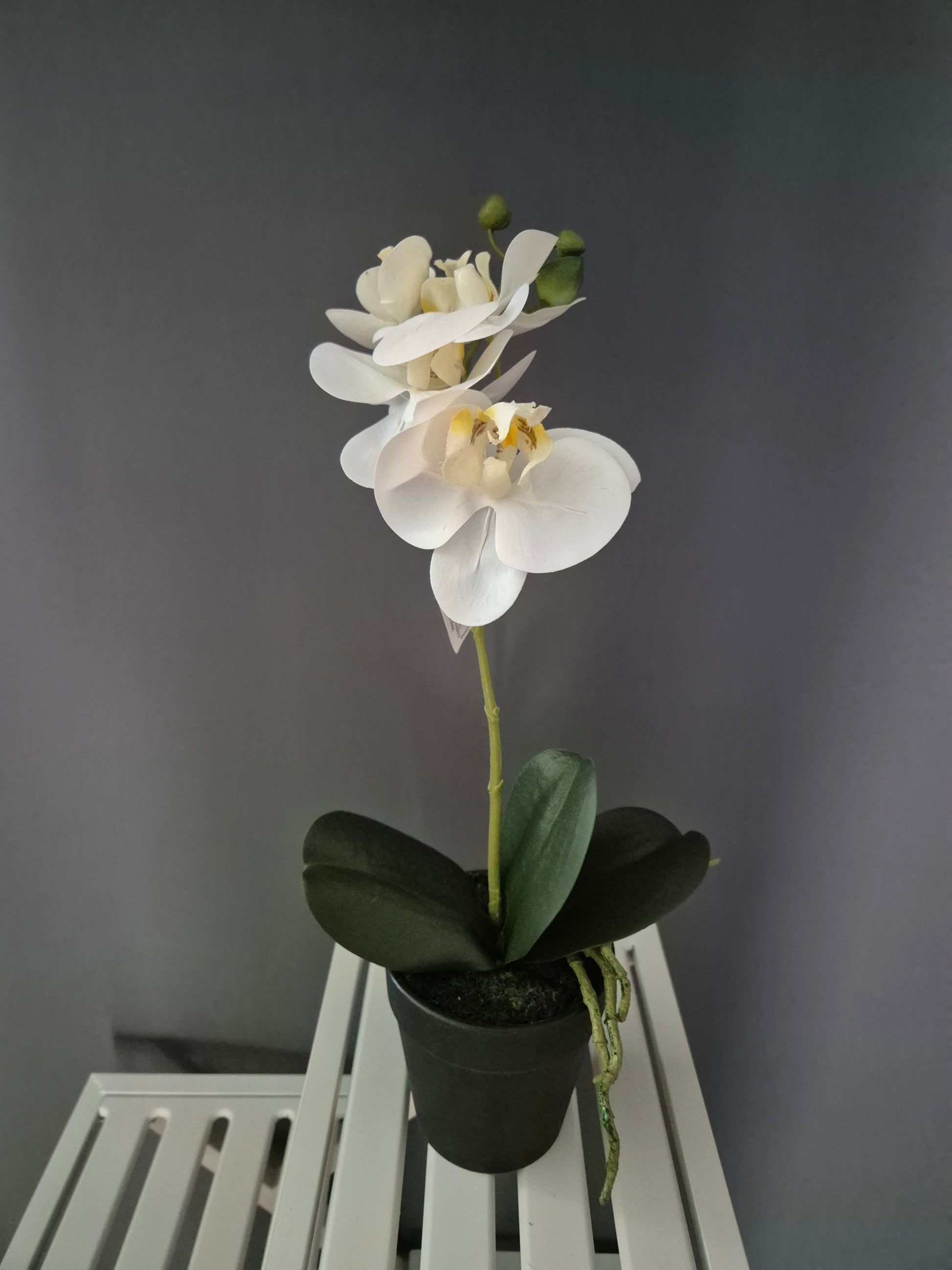 Fioreria Orchideedecoratie